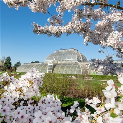 Kew Orchid Festival 2027
