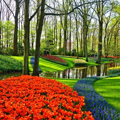 Tulips at Springtime 2026