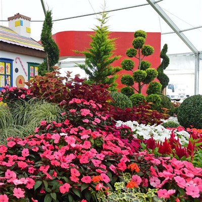 Southport Flower Show 2022