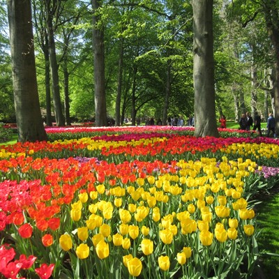 Tulips at Springtime 2024
