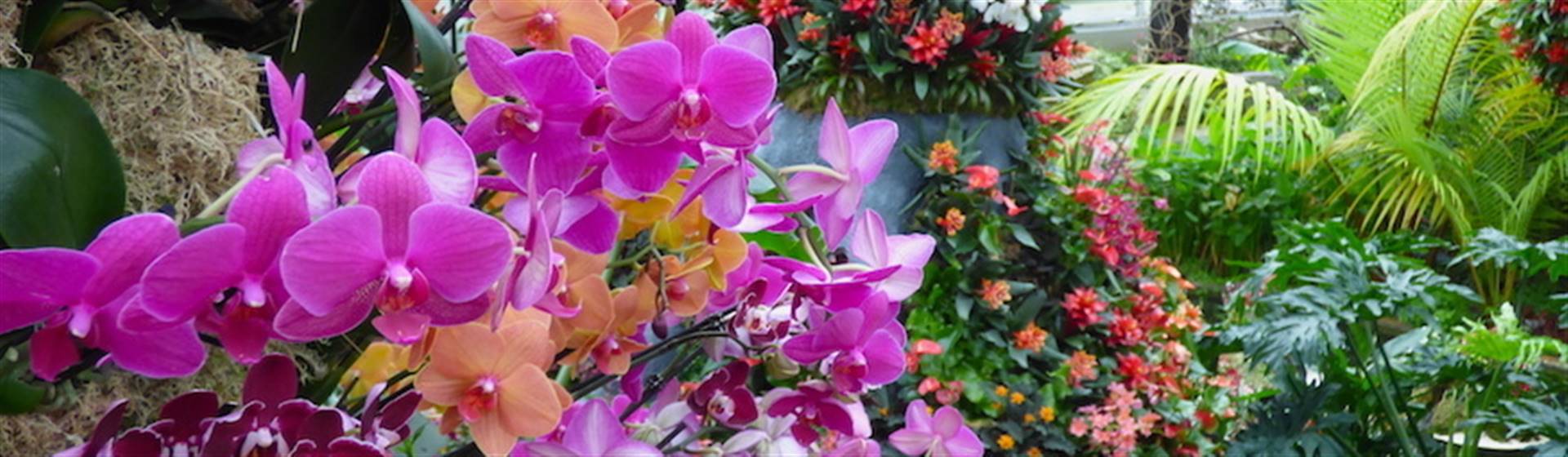 Kew Gardens Orchid Festival Day 2024